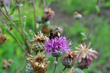 Bumblebee (bumble bee) collecting nectar on purple wild cornflower, soft green grass bokeh background