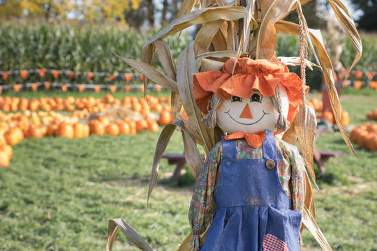 Cute, festive Halloween scarecrow stands guard in front of a pumpkin patch and corn field.