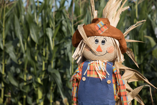 Cute, festive Halloween scarecrow stand guard in front of a corn field.
