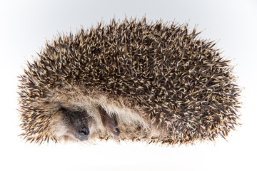 Igel (Erinaceus europaeus), zusammengerollt