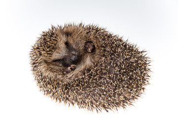 Igel (Erinaceus europaeus), zusammengerollt