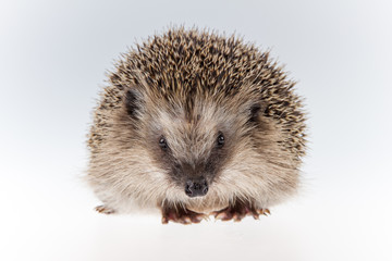 Igel (Erinaceus europaeus), frontal, Gesicht