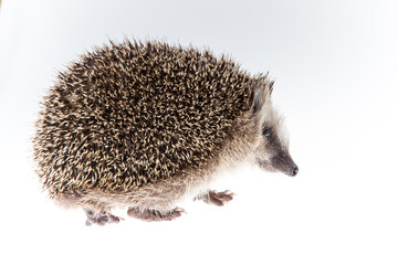 Igel (Erinaceus europaeus) geht weg