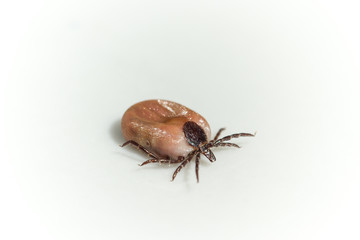 Vollgesaugte Zecke (Ixodidae)