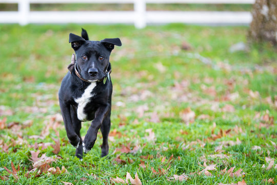 Action shot of a Boxer Labrador mix also known as a