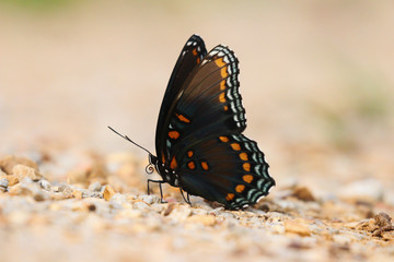Fototapeta na wymiar Butterfly looking for some food on rocks/pebbles