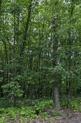Landscape of summer nature with deciduous forest  in the  natural old West park, Sofia, Bulgaria   