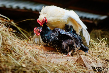 Mating of a white rooster and a black hen on a farm, in a henhouse with hay