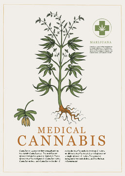 Hand-drawn Botanical vector illustration in retro style with plant of medical cannabis. Page of an old book. Hemp, Cannabis or marijuana, medicinal plant