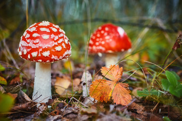 Amanita Muscaria, poisonous mushroom. Photo has been taken in the natural forest background.