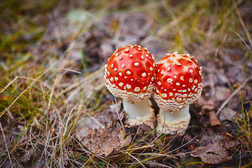 Amanita Muscaria, poisonous mushroom. Photo has been taken in the natural forest background