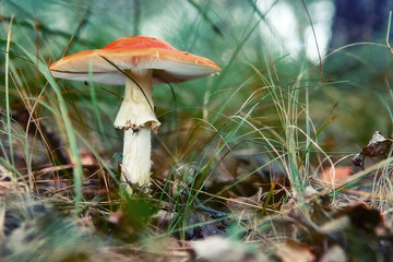 Red agaric mushroom growing in the grass