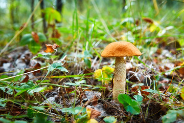 Close-up mushroom Leccinum scabrum grows in the forest. Little mushrooms, soft bokeh, green grass, leafs. Sunny summer day after rain.