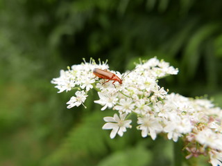Red beetle on white blossom