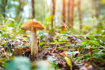 Leccinum mushroom in the grass on a sunny autumn day. Selective soft focus, blurred front and background.