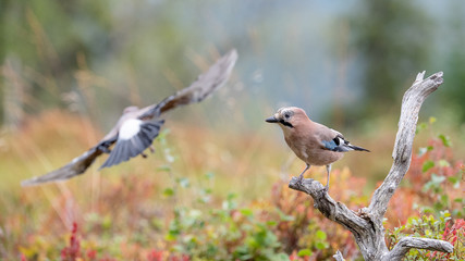 Eurasian jay (Garrulus glandarius)