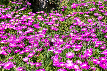 Les parfums sont les sentiments des fleurs