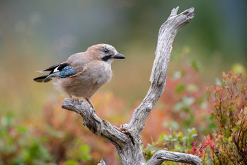 Eurasian jay (Garrulus glandarius)