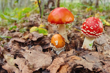 Autumn mushrooms closeup of fly agaric mushrooms Amanita musca