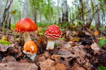 Autumn mushrooms closeup of fly agaric mushrooms Amanita musca