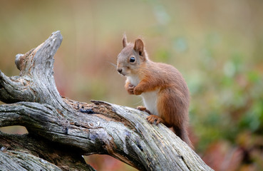 Red squirrel (Sciurus vulgaris) in fall