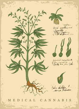 Hand-drawn Botanical vector illustration in retro style with plant of medical cannabis. Page of an old book with handwriting inscriptions. Hemp, Cannabis or marijuana, medicinal plant