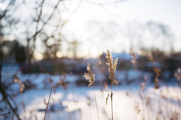 Winter in Copenhagen