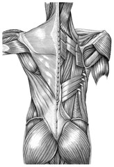 Anatomia powierzchownych mięśni z powrotem rocznika ilustracyjny czarny i biały odizolowywający na białym tle - 220230613
