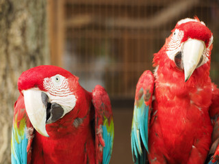 コンゴウインコ
