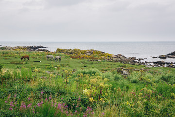 Fototapeta na wymiar Horses grassing in lush fields near the ocean