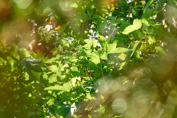 Fototapeta na wymiar Fresh green leaves shining under sunrays beautiful out of focus background