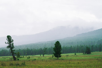 Coniferous trees grow in meadow on background of misty mountains under cloudy sky. Fog in highland on horizon in overcast weather. Eerie atmosphere. Gloomy mountain landscape of majestic Altai nature.