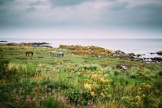 Horses grassing in lush fields near the ocean