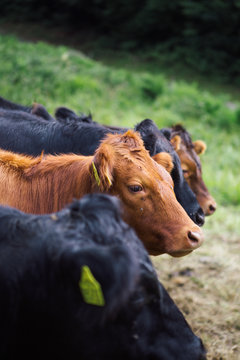 Cows in a field