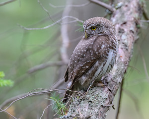 Eurasian pygmy owl