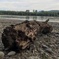 Donau