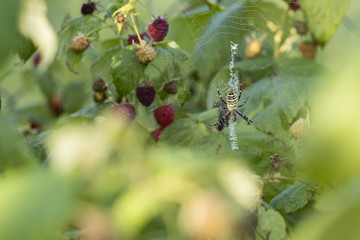 Spider striped on raspberry in the garden.