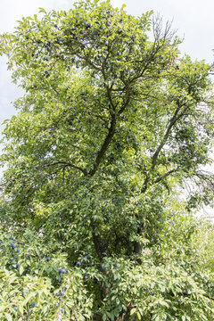 Blue plums on a tree.