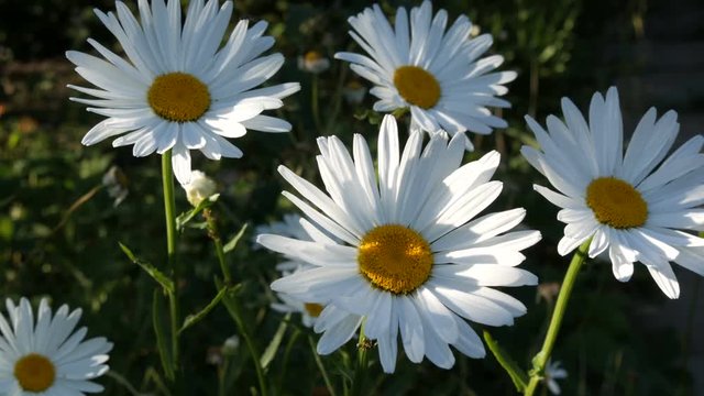 Beautiful a large garden chamomiles grow in summer