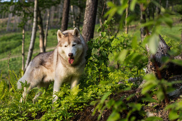 Portrait of dog breed Siberian husky standing on the hill in the forest in summer at sunset on the trees background
