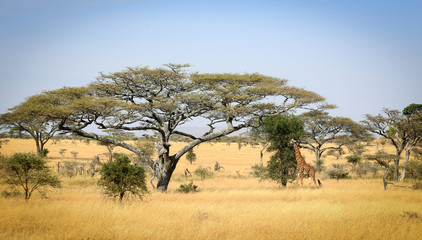 Fototapeta na wymiar Tanzania, Africa