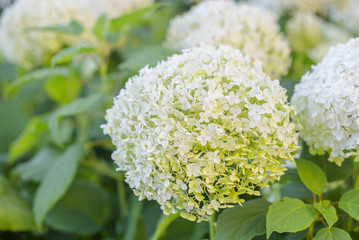 white hydrangea bushes