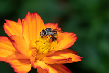 Bee sucking pollen of orange flowers in nature , Close view
