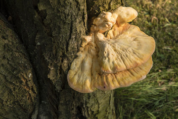He does not eat a mushroom growing on a plum tree.