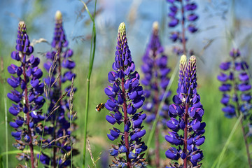 Fototapeta premium Blaue Lupinen