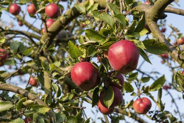 Red apples on a tree.