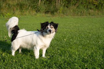 Obraz premium young happy playful small dog on green grass, sunny evening