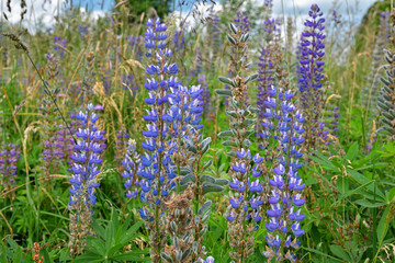 Blaue Lupinen