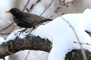 Amsel