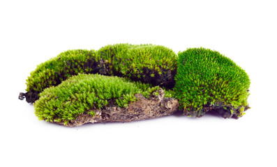 Green moss isolated on white bakground